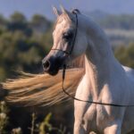 Mansour Al Murad Mansour Al Murad